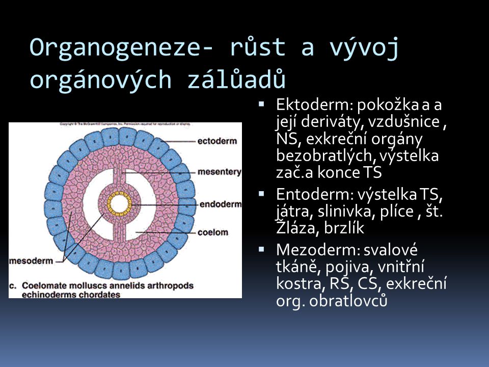 Organogeneze- růst a vývoj orgánových zálůadů