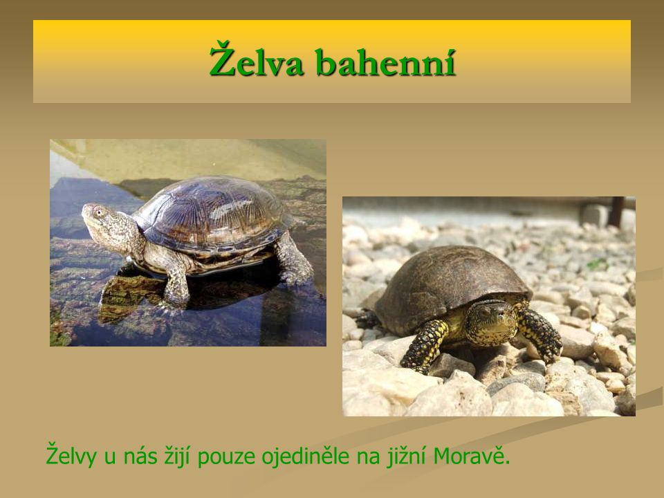 Želva bahenní Želvy u nás žijí pouze ojediněle na jižní Moravě.