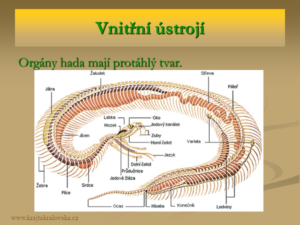 Vnitřní ústrojí Orgány hada mají protáhlý tvar.