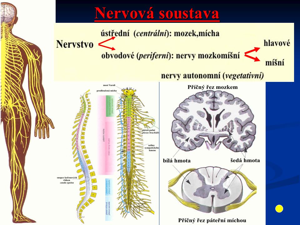 Nervová soustava