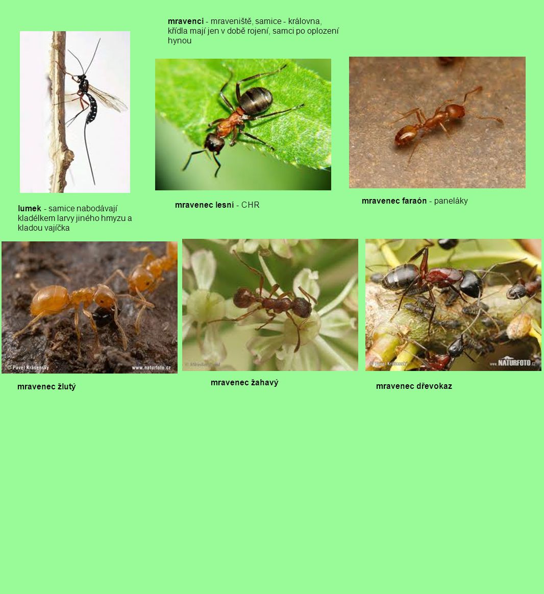 mravenci - mraveniště, samice - královna, křídla mají jen v době rojení, samci po oplození hynou