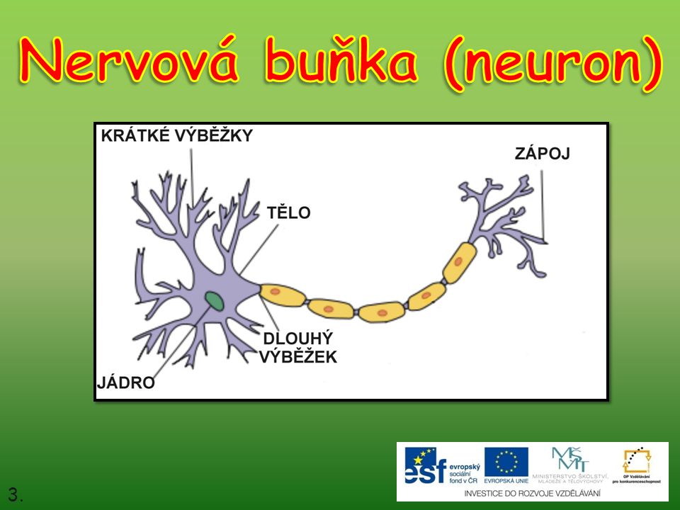 Nervová buňka (neuron)
