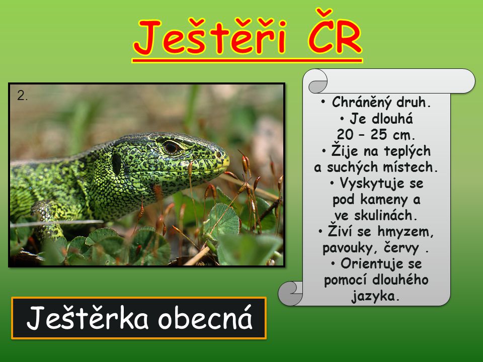 Ještěři ČR Ještěrka obecná Chráněný druh. 2. Je dlouhá 20 – 25 cm.