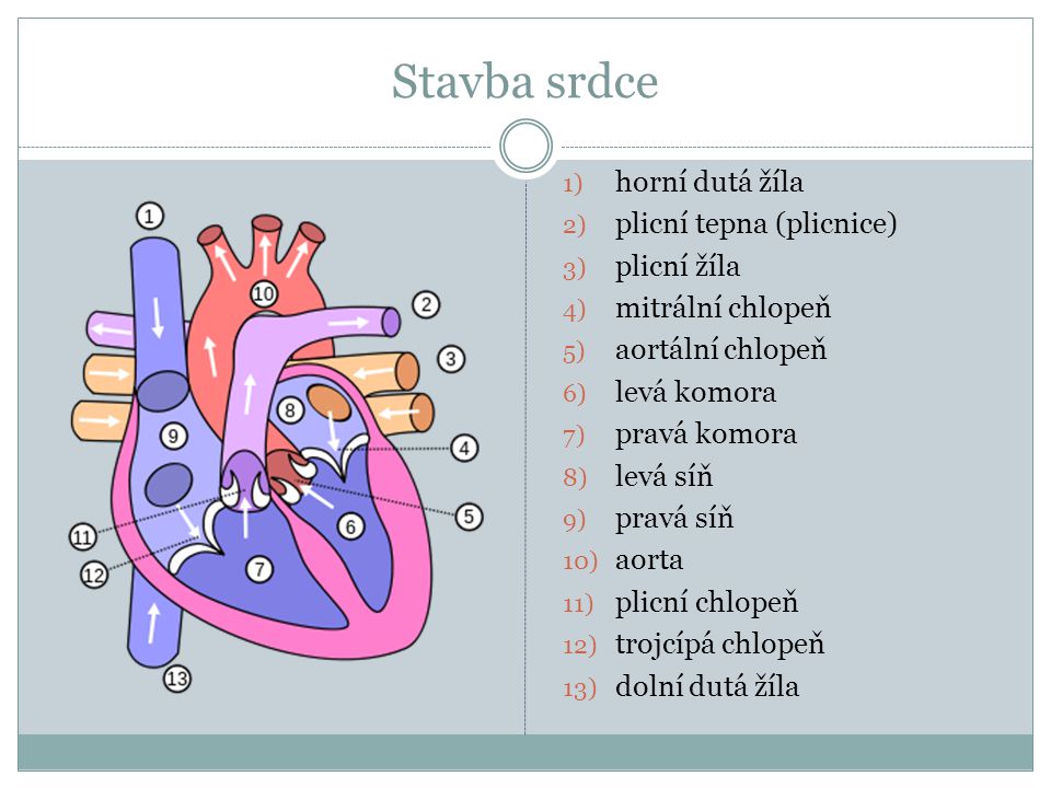 Stavba srdce horní dutá žíla plicní tepna (plicnice) plicní žíla