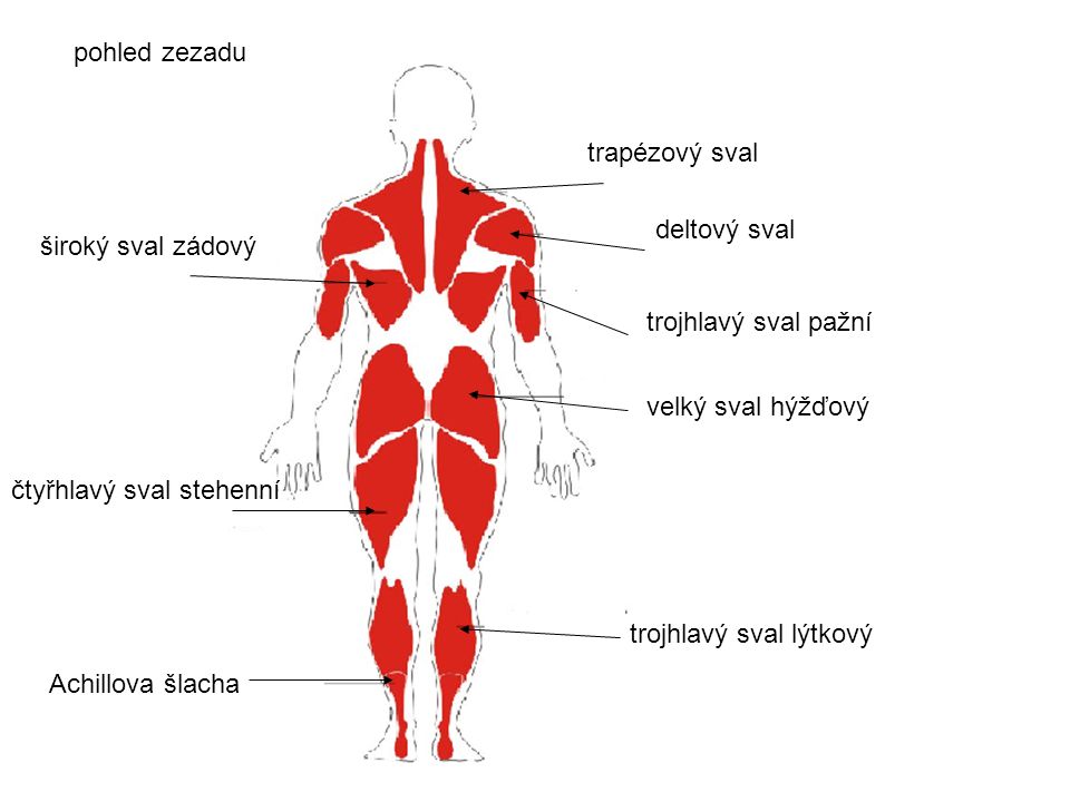 pohled zezadu trapézový sval. deltový sval. široký sval zádový. trojhlavý sval pažní. velký sval hýžďový.