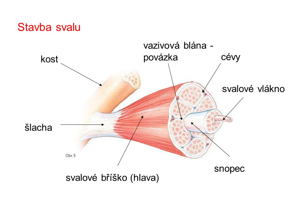Stavba svalu vazivová blána - povázka cévy kost svalové vlákno šlacha