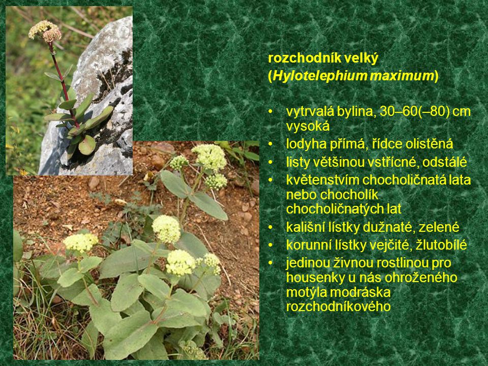 rozchodník velký (Hylotelephium maximum) vytrvalá bylina, 30–60(–80) cm vysoká. lodyha přímá, řídce olistěná.