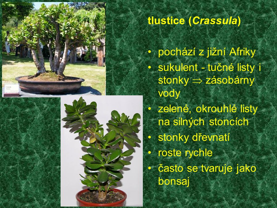 tlustice (Crassula) pochází z jižní Afriky. sukulent - tučné listy i stonky  zásobárny vody. zelené, okrouhlé listy na silných stoncích.