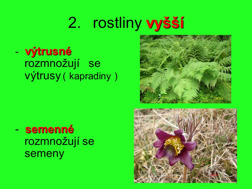 2. rostliny vyšší - výtrusné rozmnožují se výtrusy ( kapradiny )