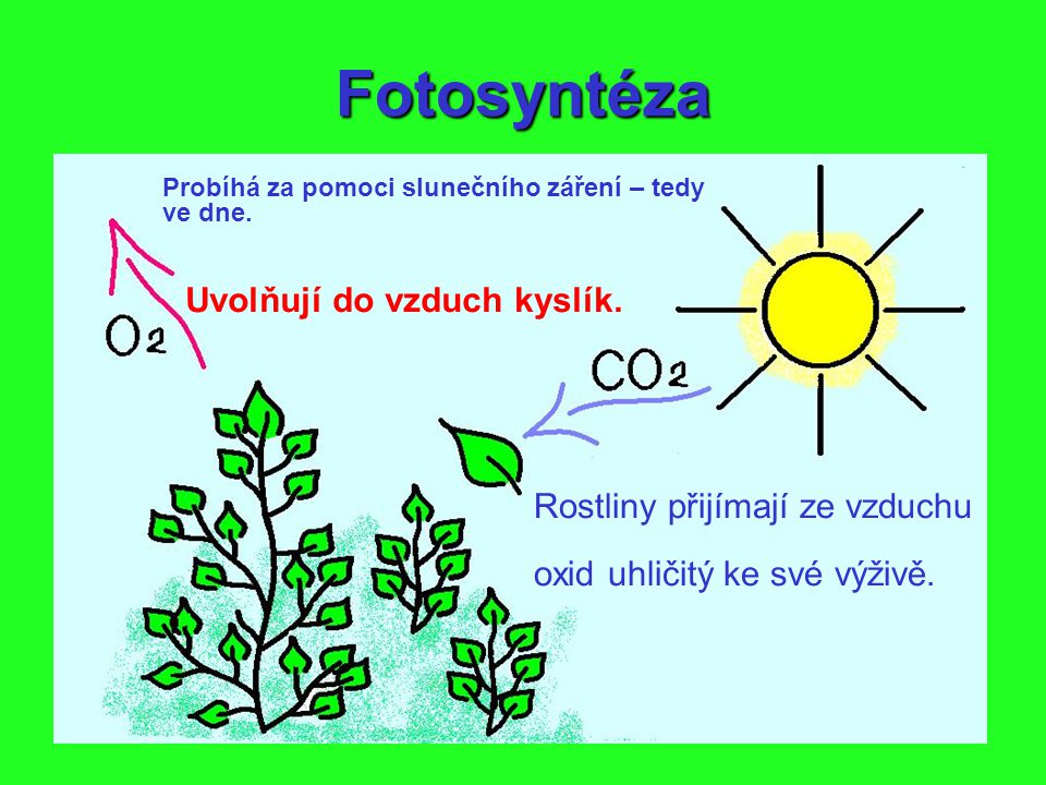 Fotosyntéza Uvolňují do vzduch kyslík. Rostliny přijímají ze vzduchu