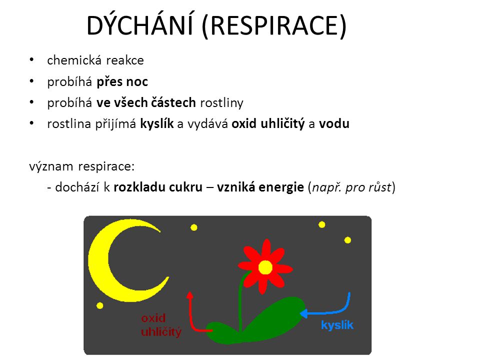 DÝCHÁNÍ (RESPIRACE) chemická reakce probíhá přes noc