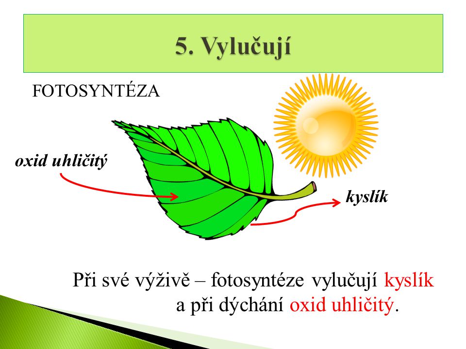 5. Vylučují Při své výživě – fotosyntéze vylučují kyslík