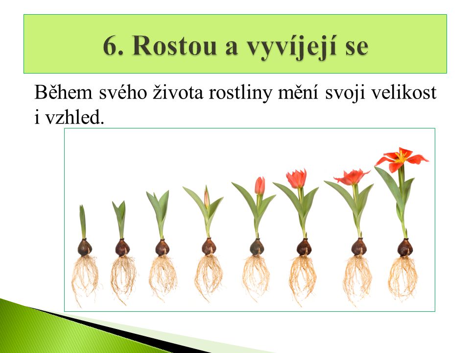 6. Rostou a vyvíjejí se Během svého života rostliny mění svoji velikost i vzhled.