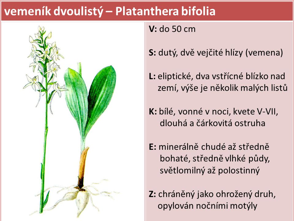 vemeník dvoulistý – Platanthera bifolia