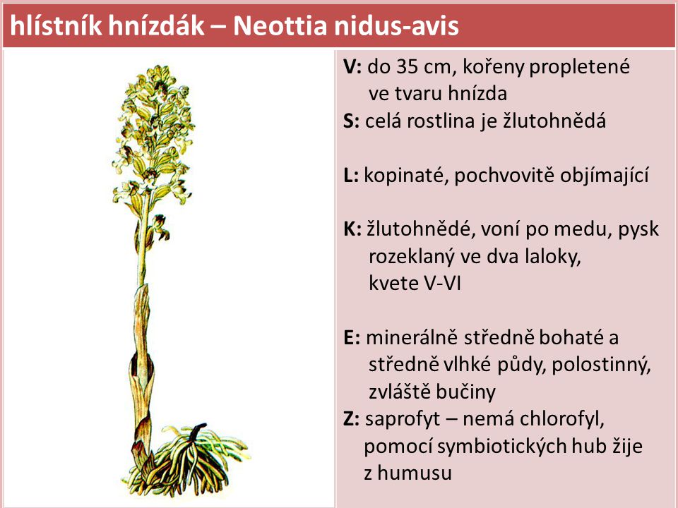 hlístník hnízdák – Neottia nidus-avis