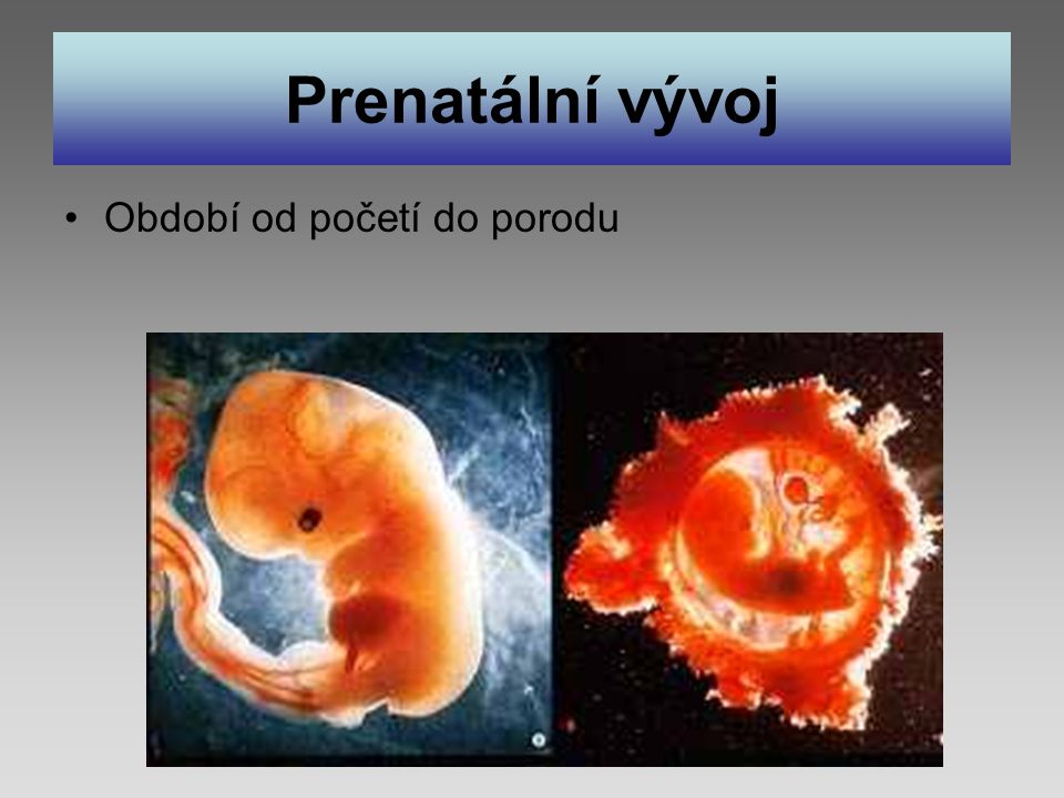 Prenatální vývoj Období od početí do porodu