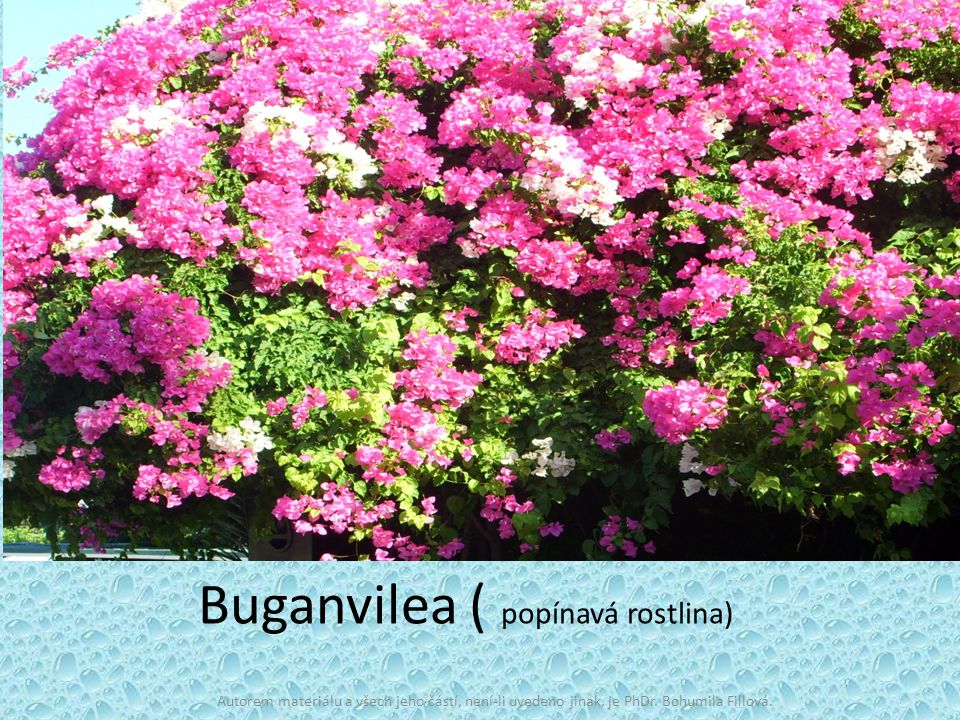 Buganvilea ( popínavá rostlina)