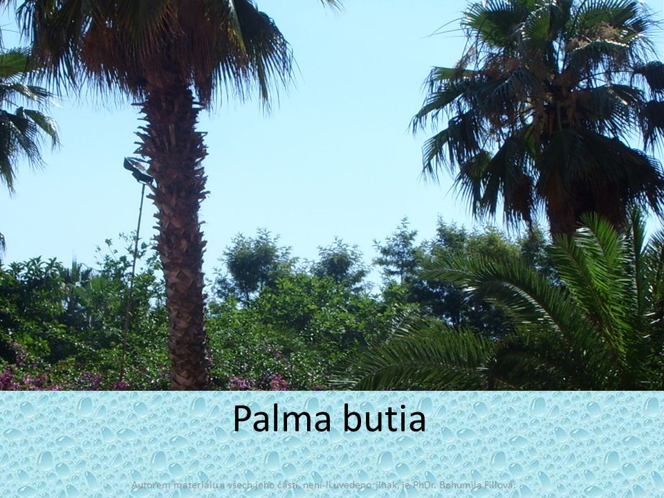 Palma butia Autorem materiálu a všech jeho částí, není-li uvedeno jinak, je PhDr. Bohumila Fillová.