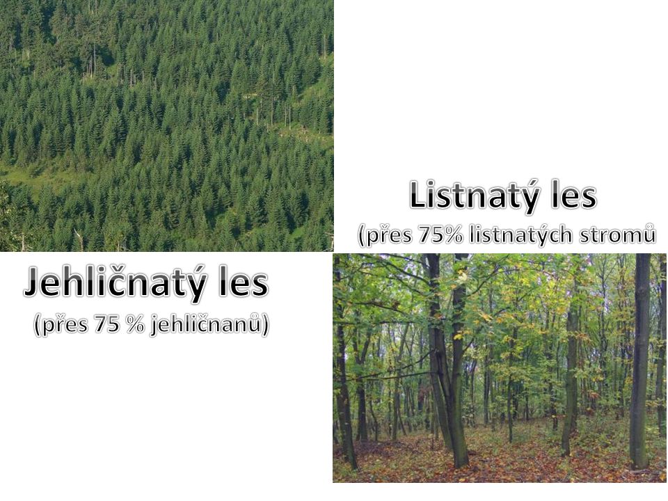 Jehličnatý les (přes 75 % jehličnanů)