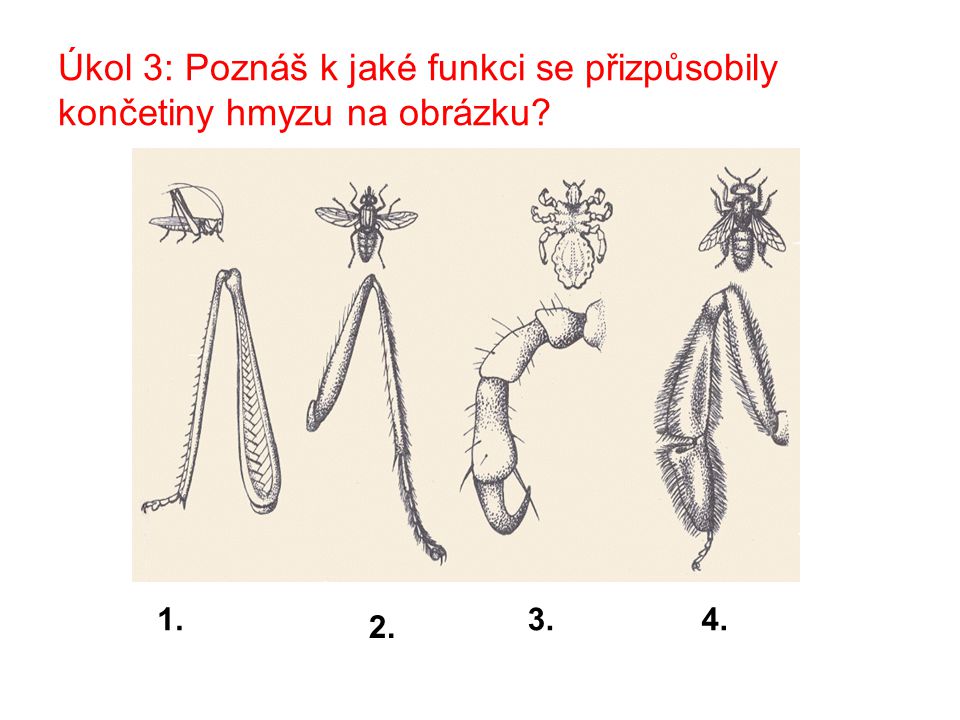 Úkol 3: Poznáš k jaké funkci se přizpůsobily končetiny hmyzu na obrázku