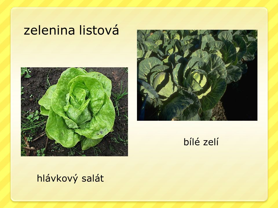 zelenina listová bílé zelí hlávkový salát