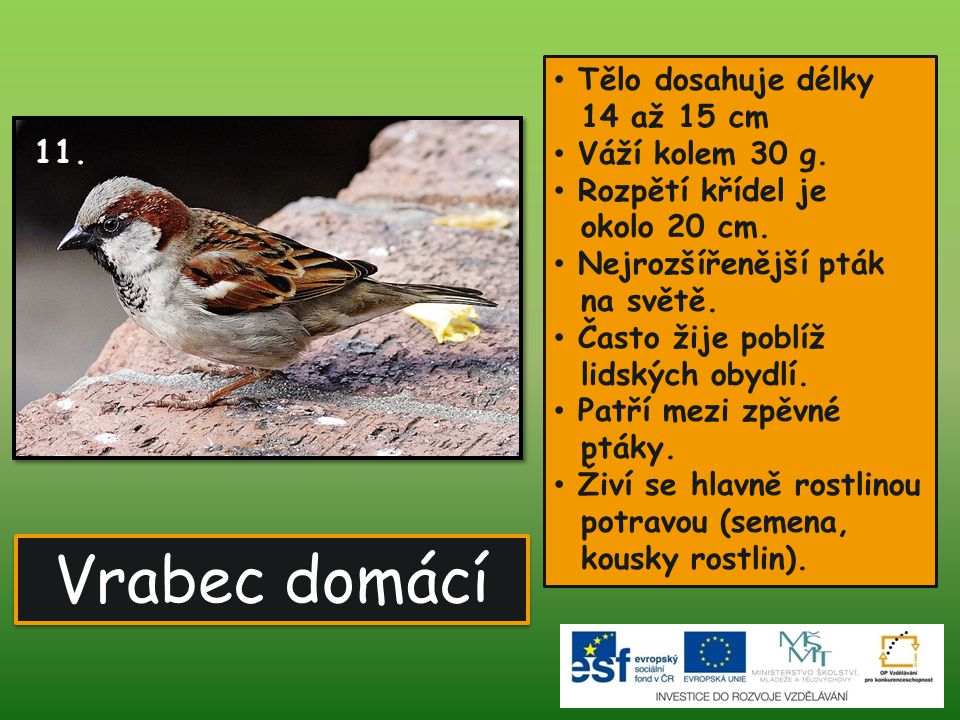 Vrabec domácí 11. Tělo dosahuje délky 14 až 15 cm Váží kolem 30 g.