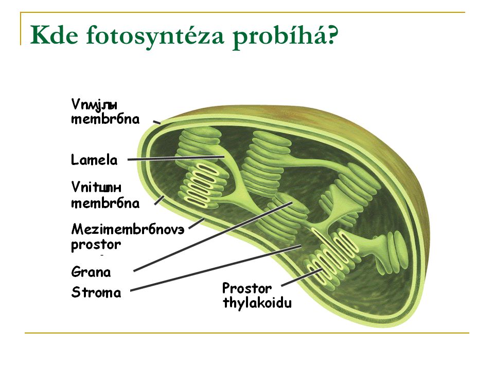 Kde probíhá fotosyntéza?