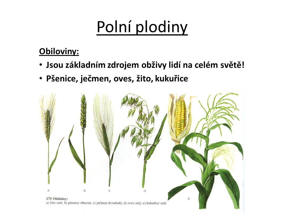 Polní plodiny Obiloviny: