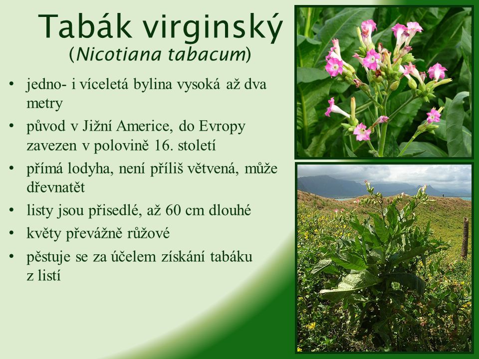 Tabák virginský (Nicotiana tabacum)
