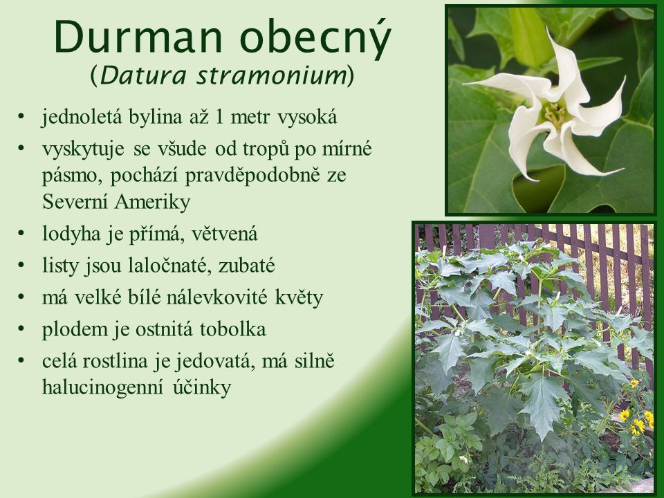 Durman obecný (Datura stramonium)