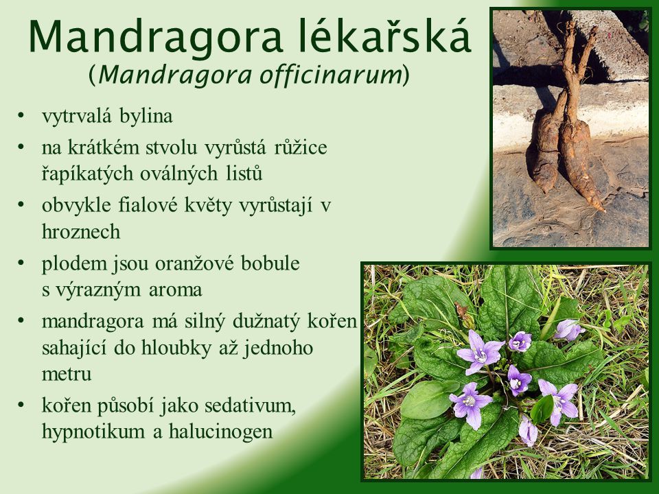 Mandragora lékařská (Mandragora officinarum)