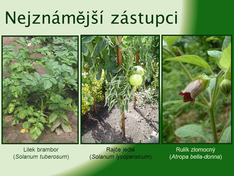 (Solanum lycopersicum)