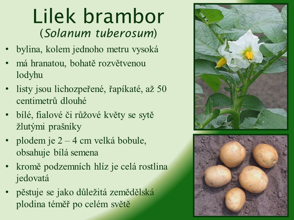 Lilek brambor (Solanum tuberosum)