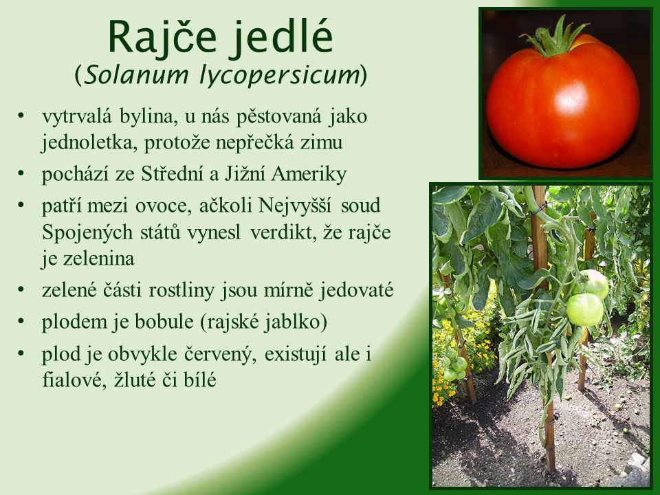 Rajče jedlé (Solanum lycopersicum)