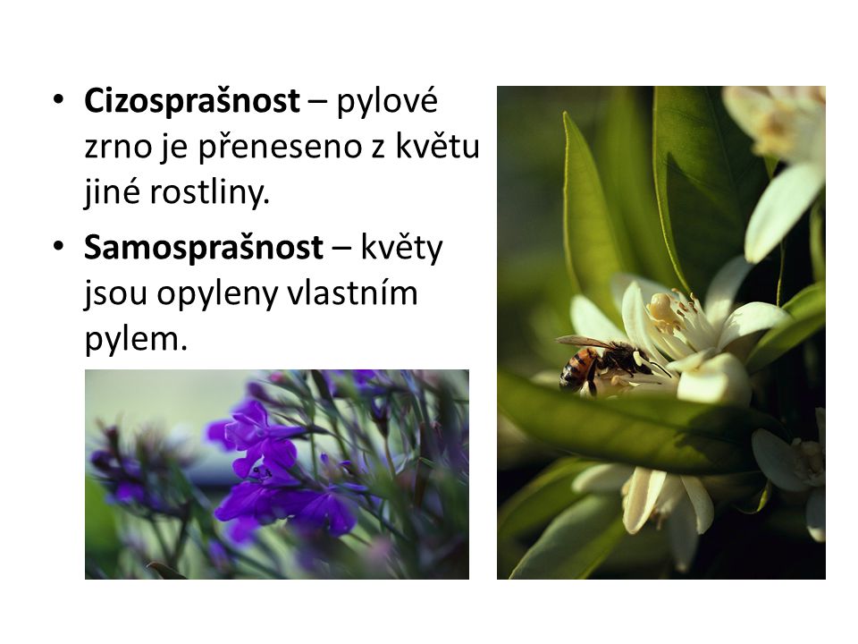 Cizosprašnost – pylové zrno je přeneseno z květu jiné rostliny.
