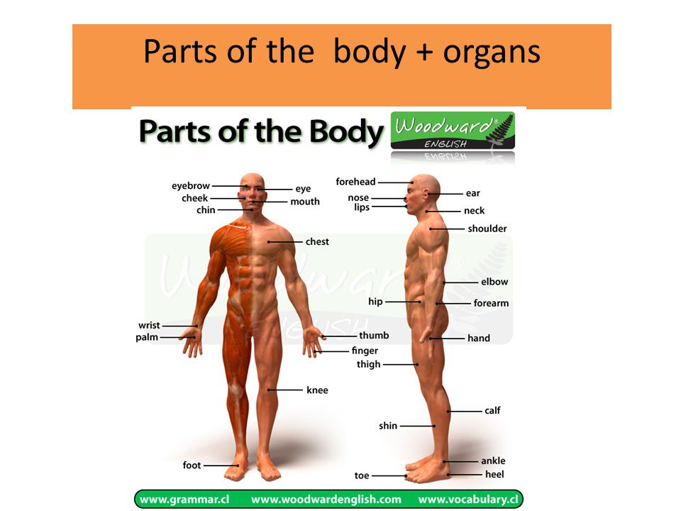 Parts of the body + organs.