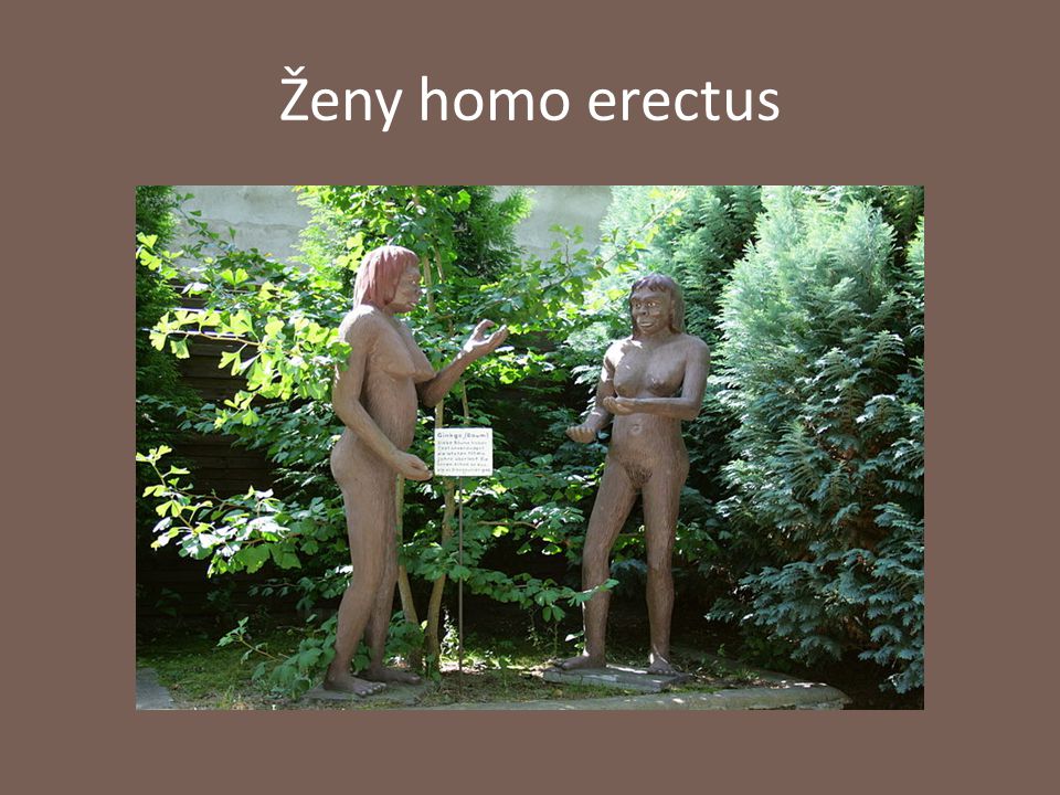 Ženy homo erectus