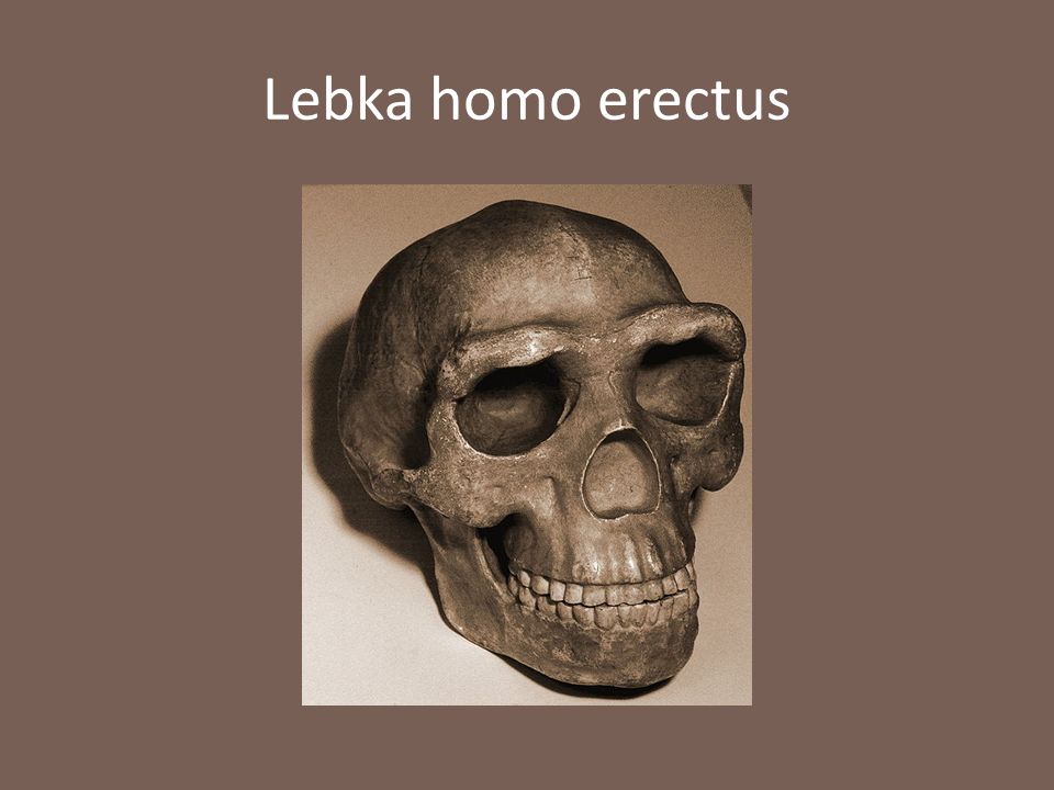 Lebka homo erectus