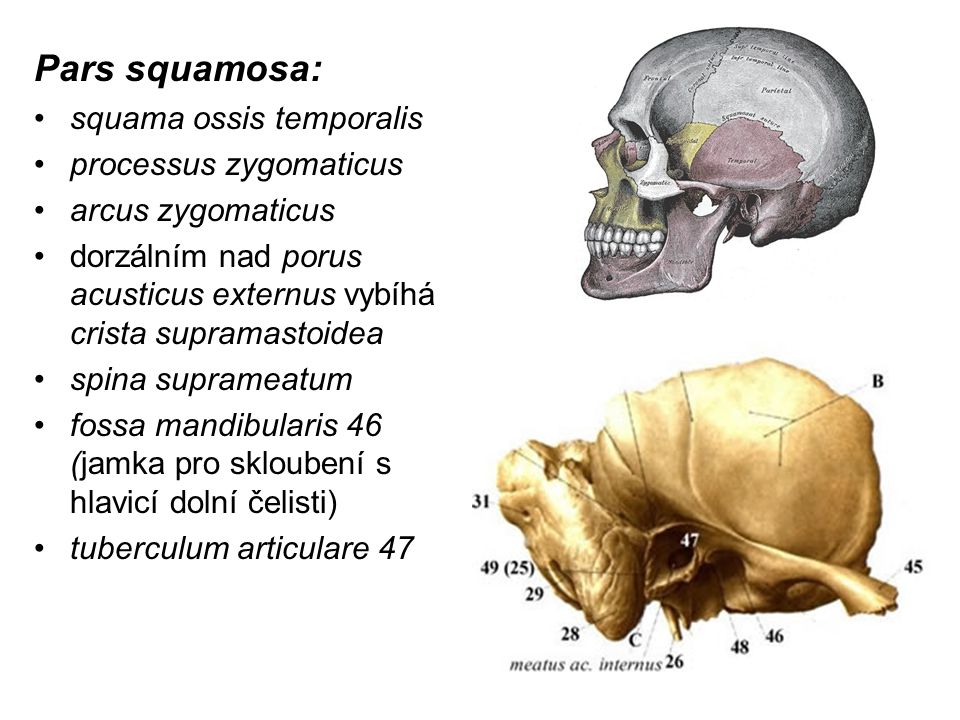 Pars squamosa: squama ossis temporalis processus zygomaticus