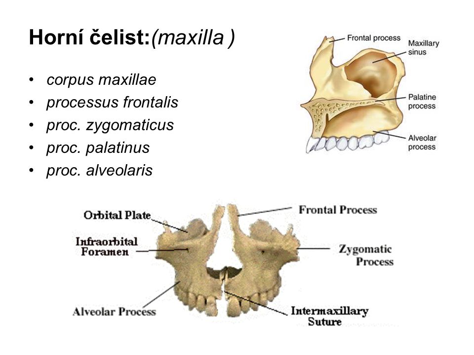 Horní čelist:(maxilla )