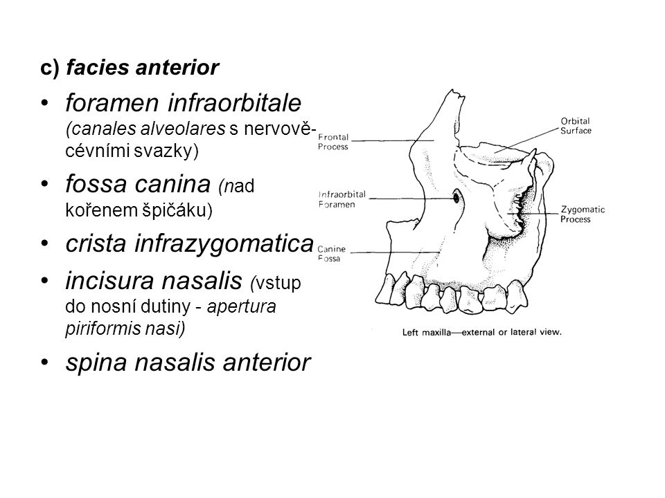 foramen infraorbitale (canales alveolares s nervově-cévními svazky)