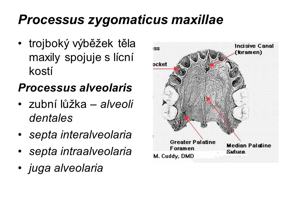 Processus zygomaticus maxillae