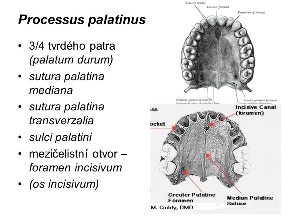 Processus palatinus 3/4 tvrdého patra (palatum durum)