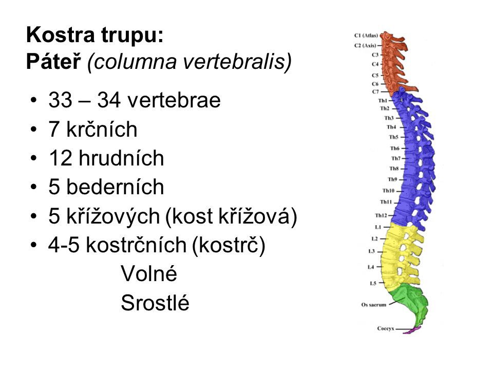 Kostra trupu: Páteř (columna vertebralis)
