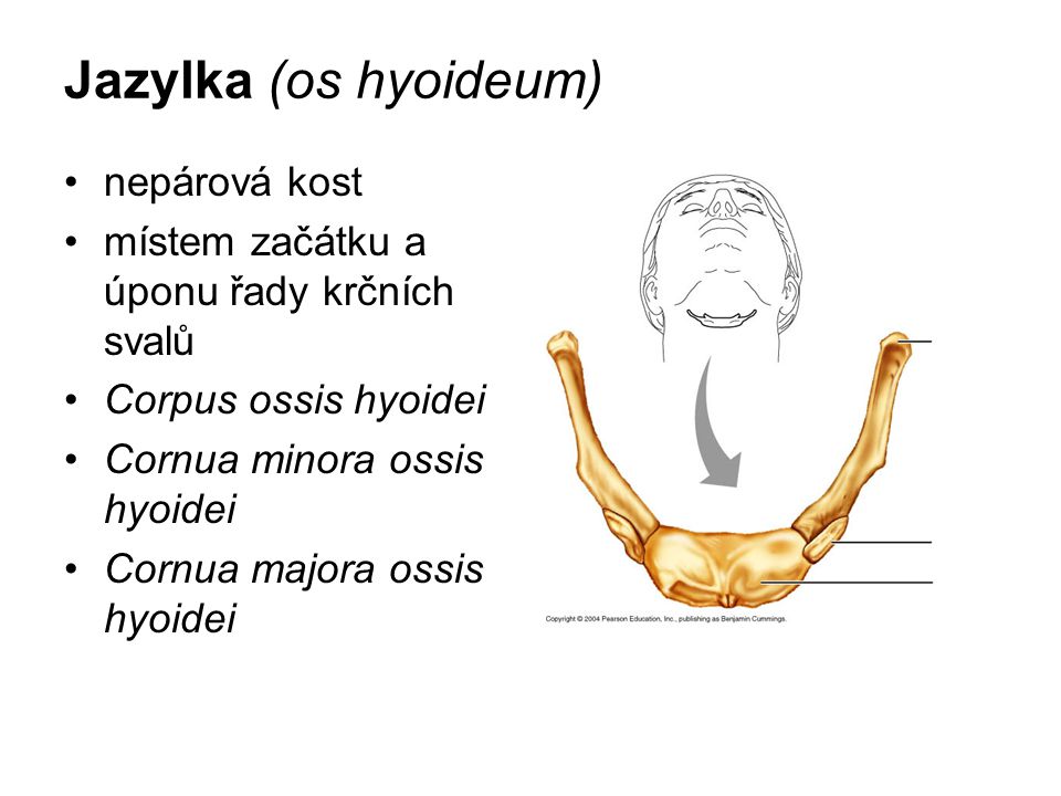 Jazylka (os hyoideum) nepárová kost
