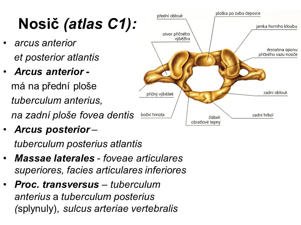 Nosič (atlas C1): arcus anterior et posterior atlantis