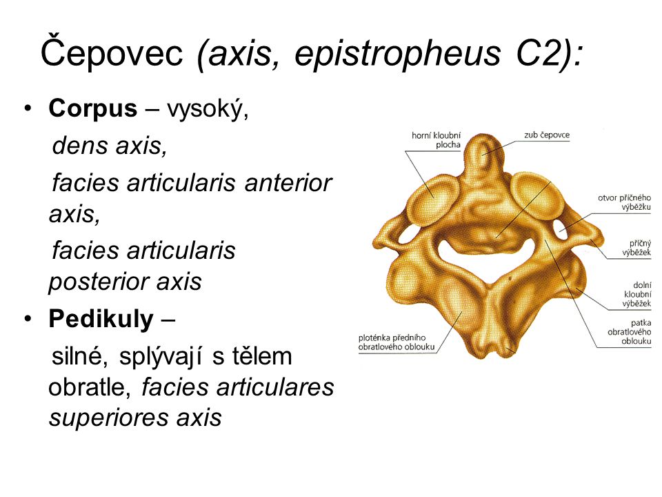 Čepovec (axis, epistropheus C2):
