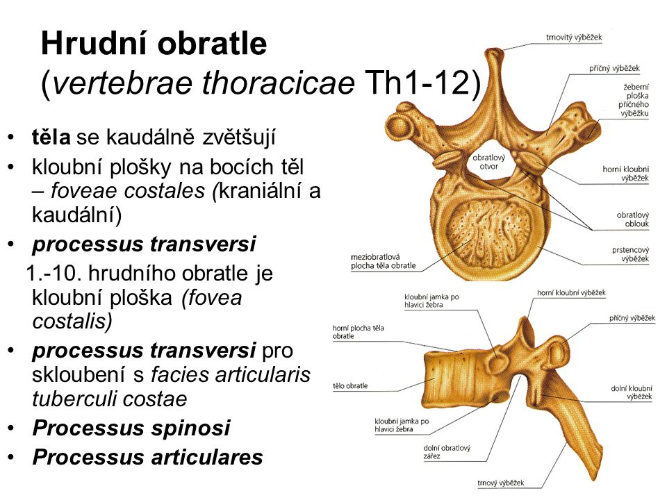 Hrudní obratle (vertebrae thoracicae Th1-12)