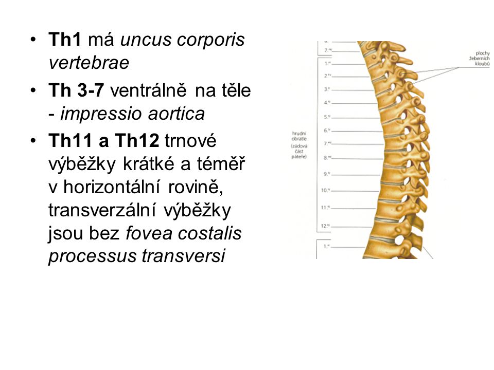 Th1 má uncus corporis vertebrae