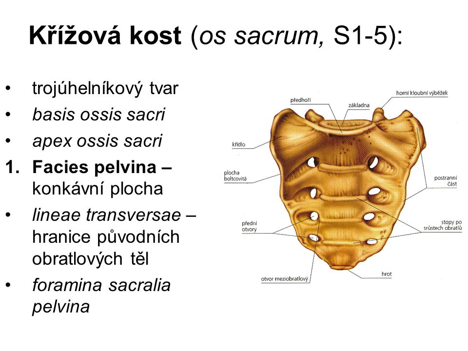 Křížová kost (os sacrum, S1-5):